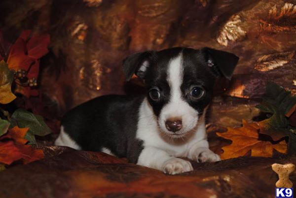 Rat Terrier Puppies